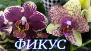 №1153/ СВЕЖИЕ чудесные ОРХИДЕИ в маг. ФИКУС