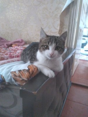 тест телефонов