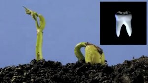 Регенерация новых зубов