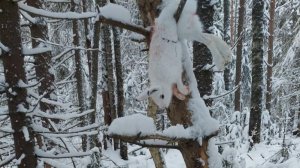 Охота на зайца с эстонской гончей. Кухта! Слышимость - ноль.