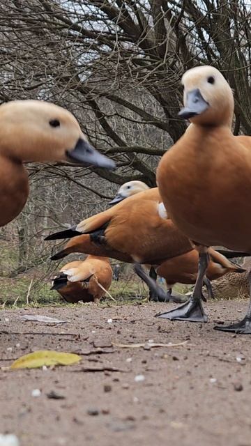 Драчуны? смотреть онлайн