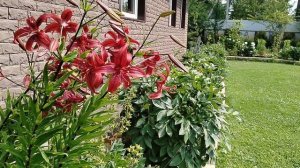 Лилия 'Ночка' селекции Маргариты Киреевой в нашем саду 2025