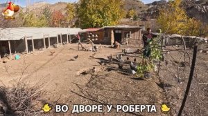 Содержание кур в домашних условиях и других птиц во дворе у Роберта 🐣🐤🦆🐔🪿🦃 (364)