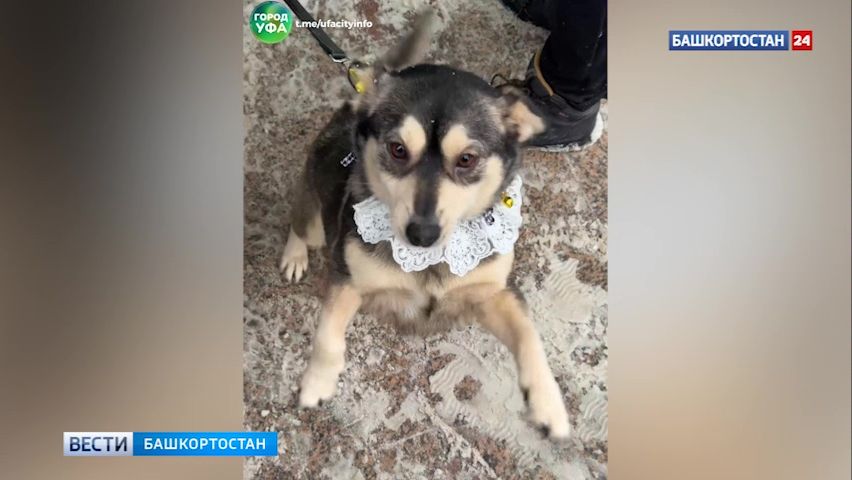 В Уфе прошел одиннадцатый этап акции «Ищу человека» для помощи бездомным животным