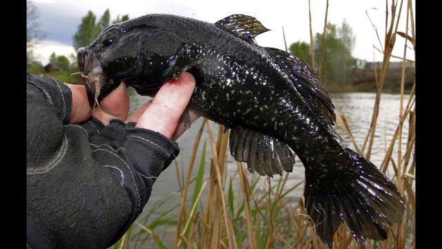 РОТАН-что за рыба?🐟