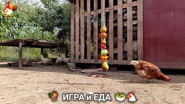 Кормление кур овощами и фруктами для зарядки и от скуки 🥗🐓🤗 (11)