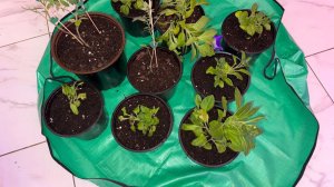 Купила очень удобный коврик для пересадки растений.