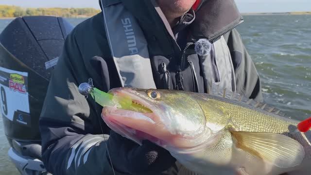 Максим Русяев. Поклевка огромного судака