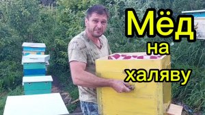 Мёд на халяву!