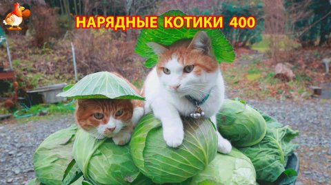 Нарядные Котики расслабляются на солнышке 🌞 🐈🐈🐈 (400)