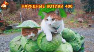 Нарядные Котики расслабляются на солнышке 🌞 🐈🐈🐈 (400)