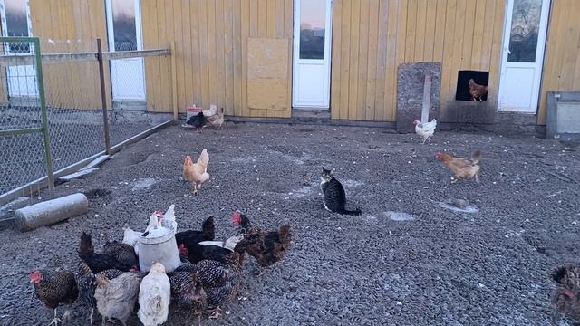 Воскресное утро оказалось не самым добрым. Пропала гусыня 🪿