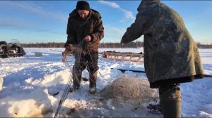 Проект "Казымские оленеводы" поддержан департамент культуры Югры