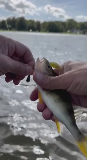 Ловля окуня на силиконового червя