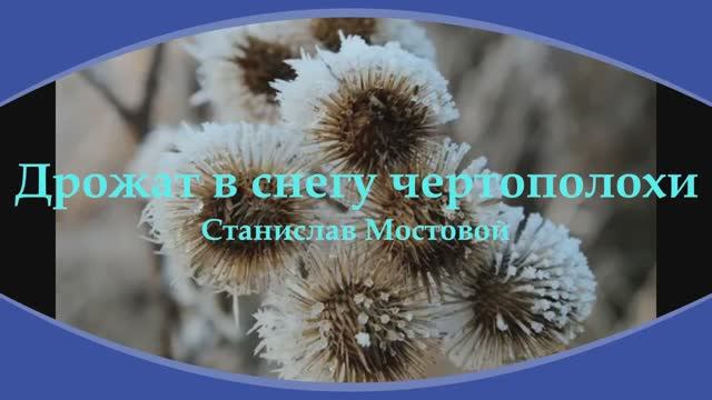 Дрожат в снегу чертополохи