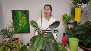 ПОЧЕМУ ФИЛОДЕНДРОН СОХНЕТ. КАК ВЫРАСТИТЬ ФИЛОДЕНДРОН ИМПЕРИАЛ С ИДЕАЛЬНЫМИ ЛИСТЬЯМИ