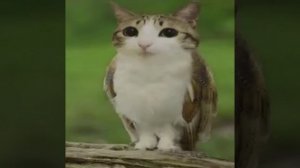 Кот говорит