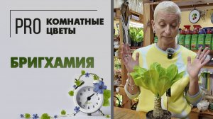 Бригхамия - необычная цветущая пальма. Уход, полив, пересадка, вредители. Про комнатное растение.