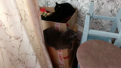 Буся выгнала гостя