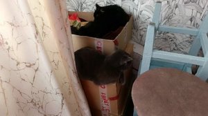 Буся выгнала гостя