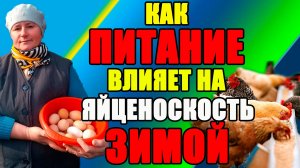 Как ПИТАНИЕ влияет на ЯЙЦЕНОСКОСТЬ кур зимой.