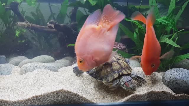 Рыбка Попугай - живой символ радости, лучший питомец смотреть онлайн