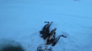 Рыбалка на Енисее, перестановка перемёта и улов налима. 40