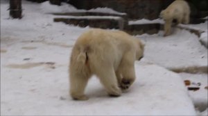 Показательное кормление у медвежат Белки и Стрелки 13.12.2025