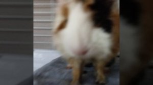 морская свинка