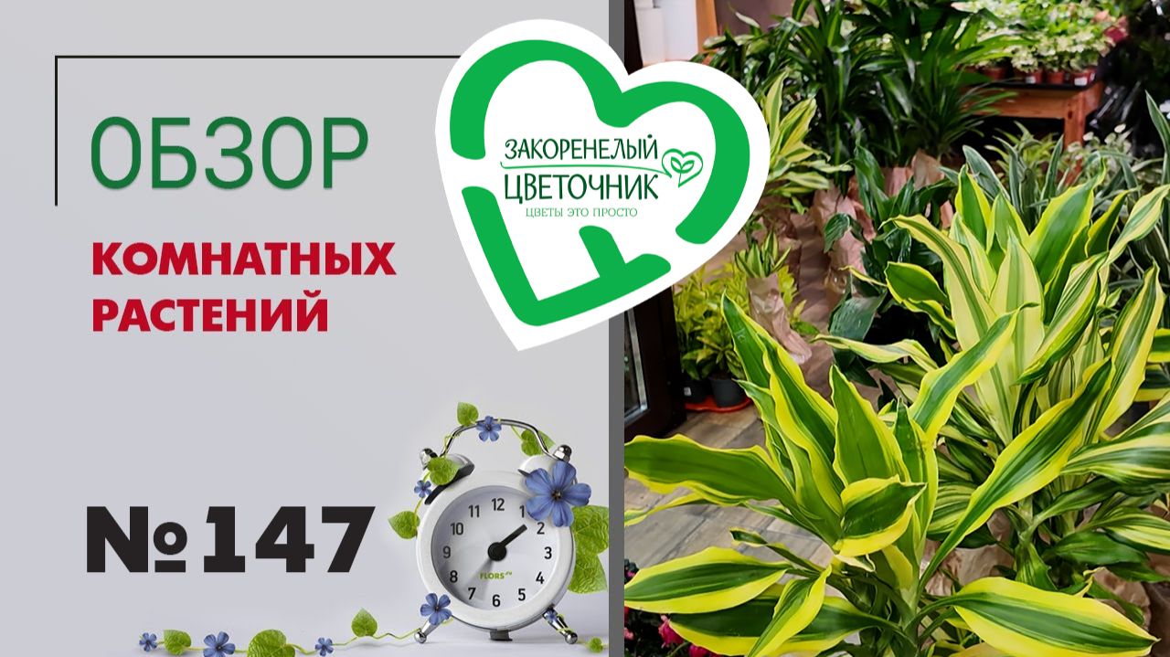 Распаковка и обзор: драцены, гиппеаструмы, орхидеи, сансевиерии, редкие фикусы и спатифиллумы №147.