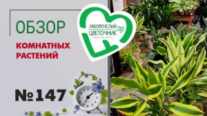 Распаковка и обзор: драцены, гиппеаструмы, орхидеи, сансевиерии, редкие фикусы и спатифиллумы №147.