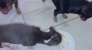 Маленькие гурманчики, а Милуся прям гроза.