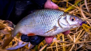 МОРМЫШИНГ НЕ ПОДВОДИТ 👍 СЛОЖНАЯ РЫБАЛКА в ДЕКАБРЕ на РУЧЬЕ