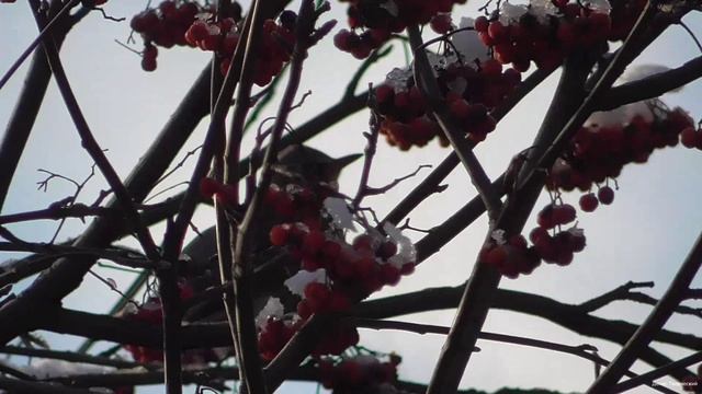 Дрозды на рябине