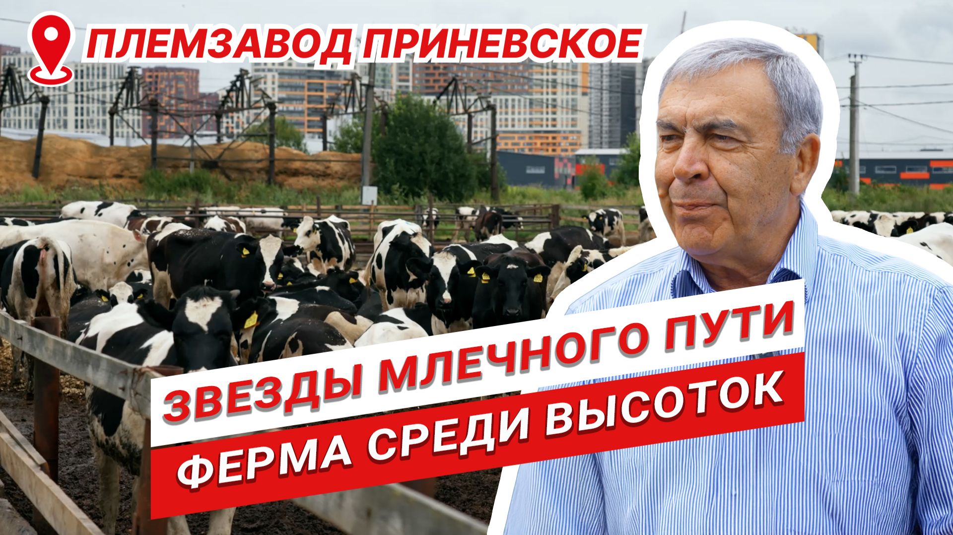Агробизнес в кольце новостроек | Мухажир Этуев | Племенной завод Приневское | Звезды млечного пути