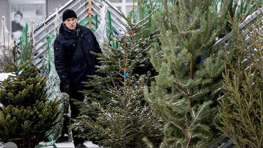 Эксперт предупредила об опасностях живой новогодней елки для здоровья