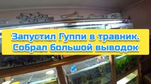 Запустил Гуппи в травник. Собрал большой выводок