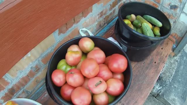 20-21августа 2025 г. Собрал урожай.