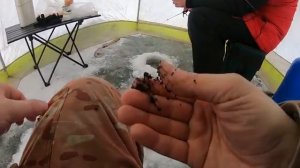 Силачи подо льдом! Удочка согнулась в дугу. Первый лед 25-26. Зимняя рыбалка. Озеро Акжар. Караганда