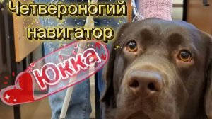 Как получить собаку-поводыря: полный гид для незрячих людей