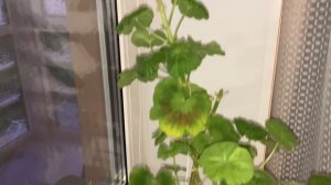 Пеларгонии комфортно на дачке.