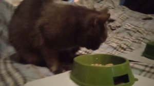 Вечерний перекус.