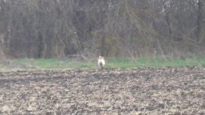 Охота на зайца с собаками сезон 2025-2026г (25 часть)