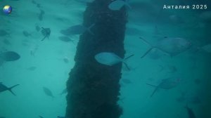 Накупались в море, кормили рыбу с рук.