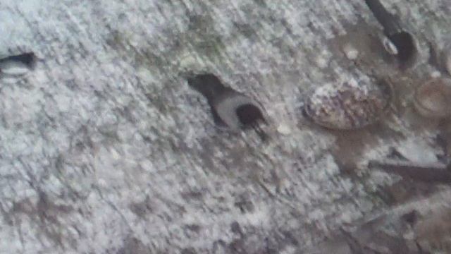 В столовую прилетел вожак стаи ПОДПИШИСЬ