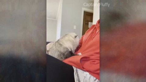 Животные к людям.😁😁😁