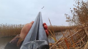 С ДЕДОВСКИМ РУЖЬЁМ В КАМЫШОВУЮ ТАЙГУ. ТЫСЯЧИ ПЕРЕЛЁТНЫХ УТОК ЗИМУЮТ ЗДЕСЬ. Охота на утку с чучелами.