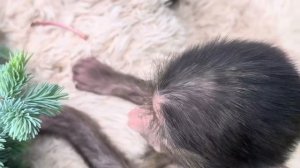 Анфиса СПИОНЕРИЛА бутылку с кашей и принесла ее Финика покормить и поесть самой)