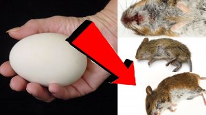 Как избавиться от мышей и крыс навсегда За 1 минуту!!...
