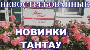 Новые сорта роз от Тантау без покупателей